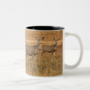 Mule herten (Odocoileus hemionus) Een links met Tweekleurige Koffiemok