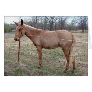 Mule magnifique ! customisez-la !