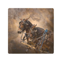 Mules dans le harnais