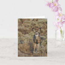 Muley in de Sage - 4" x 5.6" Notitiekaart