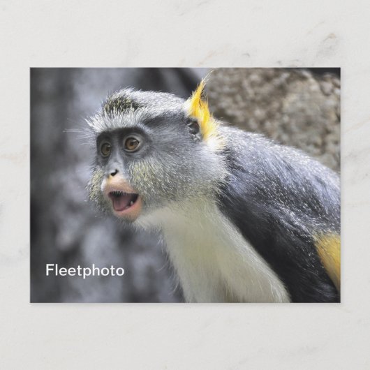 Muli-kleurige Wolf Monkey Briefkaart (Voorkant)