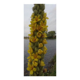 Mullein Flowers Bladwijzer Reclamekaart