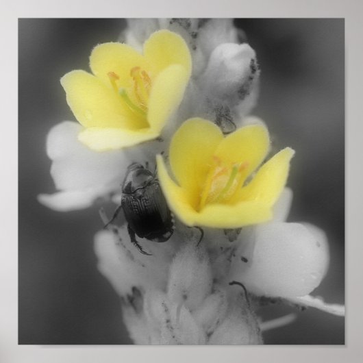Mullein-ventilator met zijbalkkleur poster (Voorkant)