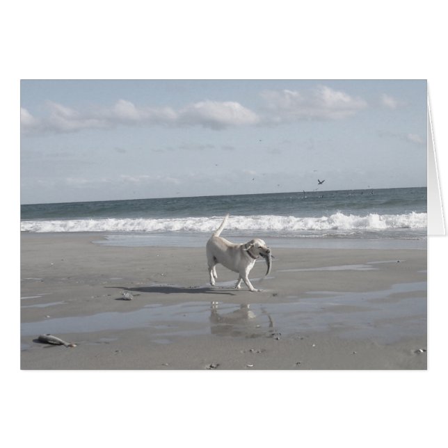 Mullet Pup III (Voorkant Horizontaal)