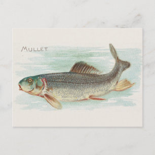 Mullet vis  illustratie briefkaart