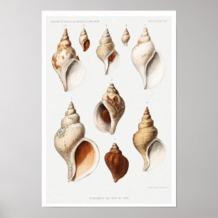 MULLOSCS (VAN NOORD-ZEEEN) POSTER