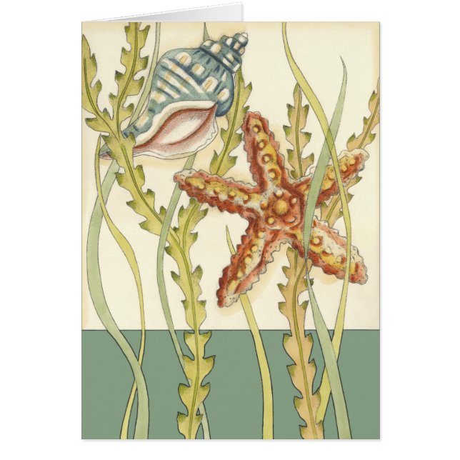 Multi-Color Shell Party (Voorkant)