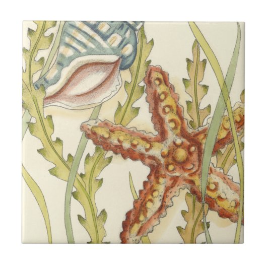 Multi-Color Shell Party Tegeltje (Voorkant)