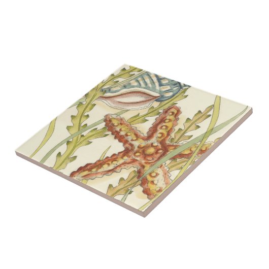 Multi-Color Shell Party Tegeltje (Zijkant)