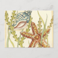 Multi-Color Shell Party