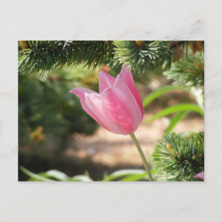 MULTI COLORED PINK TULIP BRIEFKAART