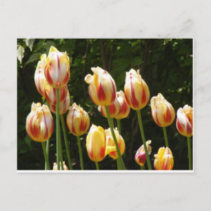 MULTI COLORED TULIPS BRIEFKAART