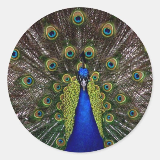 Multi gekleurde Peacock Stickers (Voorkant)