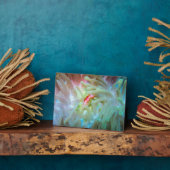 Multicolf Zee Anemone Fotoplaat (Zijkant)