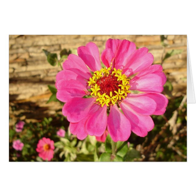 Multicolor Bloom (Voorkant Horizontaal)