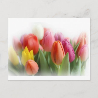multicolor tulpen briefkaart