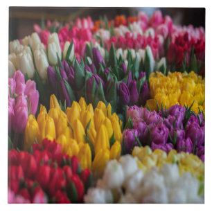 Multicolored tulpen tegeltje
