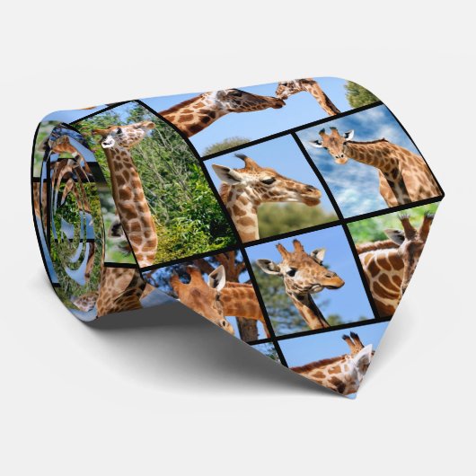 Multiples photos de girafes cravate (Roulé)