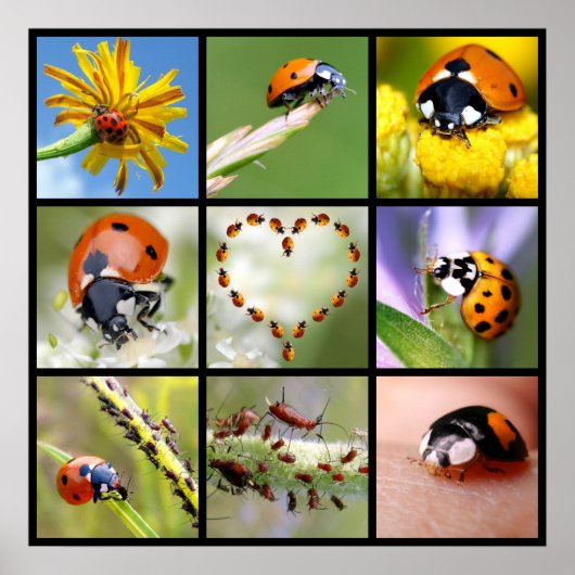 Multitude foto's van ladybugs poster (Voorkant)