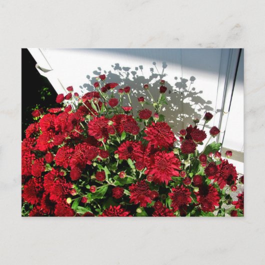 Mums Shadows Briefkaart (Voorkant)