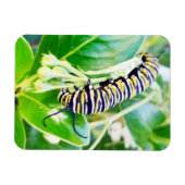 München Monarch Caterpijler Magneet (Horizontaal)