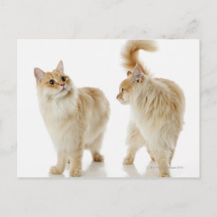 Munchkin-katten Briefkaart