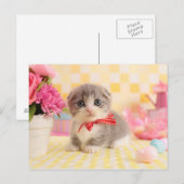 Munchkin Kitten Briefkaart (Voorkant / Achterkant)