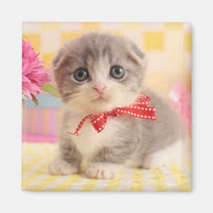 Munchkin Kitten Magneet
