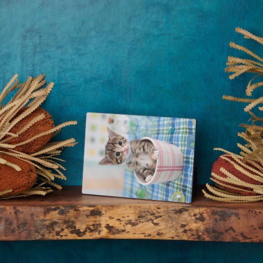 Münchkin Kitten met  lint Fotoplaat (Zijkant)