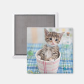 Münchkin Kitten met  lint Magneet (Voorkant / Achterkant)