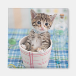 Münchkin Kitten met  lint Magneet