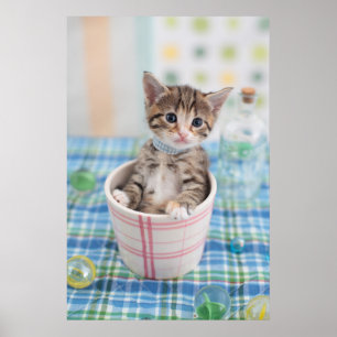 Münchkin Kitten met lint Poster