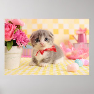 Munchkin Kitten Poster