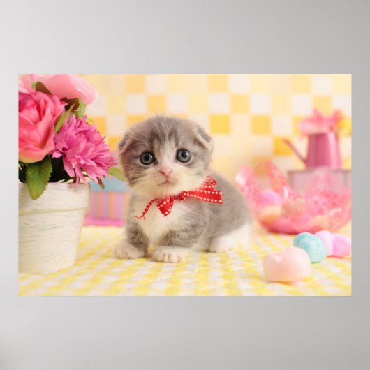 Munchkin Kitten Poster (Voorkant)