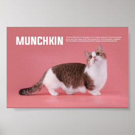 Munchkin- of worst-kattenbrood poster