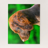 Munsterlander Dog. Legpuzzel (Verticaal)