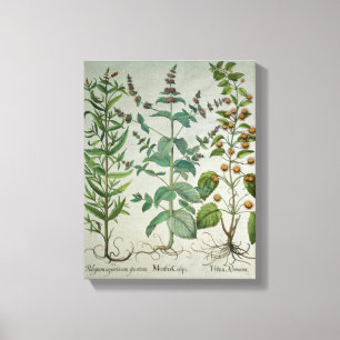 Munt: Mentha crispa Canvas Afdruk