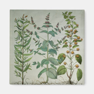 Munt: Mentha crispa Magneet