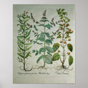 Munt: Mentha crispa Poster