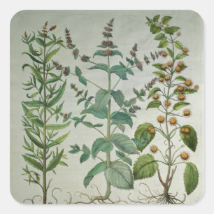 Munt: Mentha crispa Vierkante Sticker