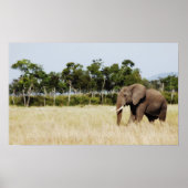 Mur à poster d'African Elephant suspendu (Devant)