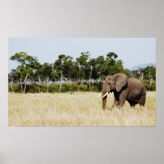 Mur à poster d'African Elephant suspendu (Devant)