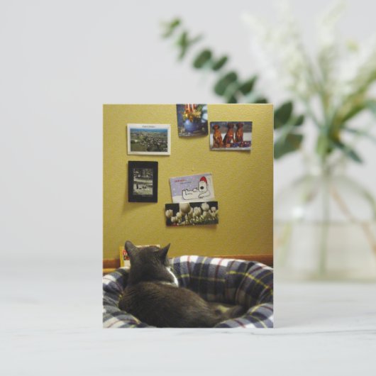 Mur de carte postale Kitty (Debout devant)