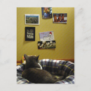 Mur de carte postale Kitty