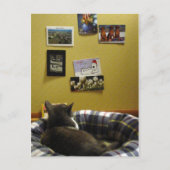 Mur de carte postale Kitty (Devant)