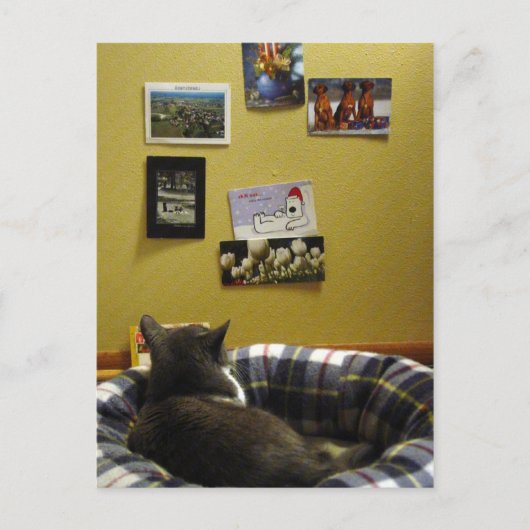 Mur de carte postale Kitty (Devant)