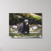 Mur en toile Art-Yellowstone Black Bear Cub (Recto)