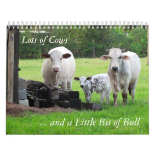 Mural Beaucoup de vaches et un peu de calendrier Bull
