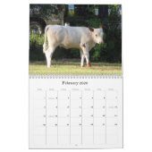 Mural Beaucoup de vaches et un peu de calendrier Bull (Feb 2026)
