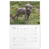 Mural Calendrier 1 de Weimaraner (Mar 2027)